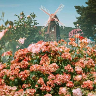 竞速PK10手机应用下载